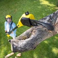 Best Leaf Removal  in Byron, CA