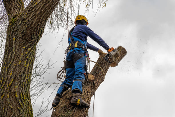 Mulching Services in Byron, CA
