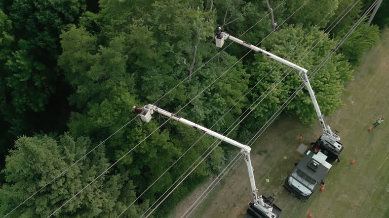 Best Utility Line Clearance  in Byron, CA