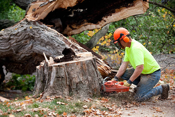 Best Root Management and Removal  in Byron, CA
